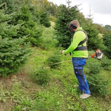 Christbaum online bestellen, Tannenbaum Vorlage, Tannenbaum online bestellen auf Rechnung