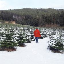 Christbaum im Topf, Christbaumschmuck 2019, Christbaum online kaufen, christbaumkulturen Niederösterreich