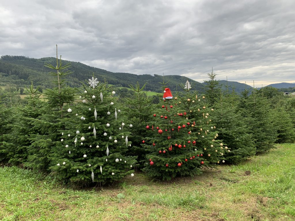 Christbaum für Geschäftskunden